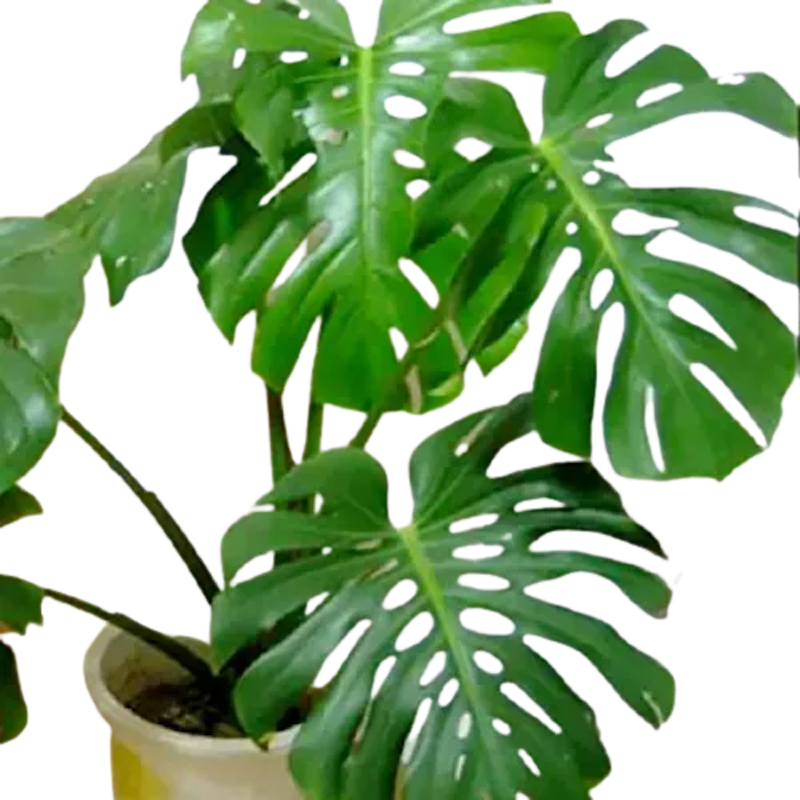 Swiss Cheese Plant 1