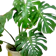 Swiss Cheese Plant 1