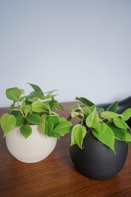 10 Best Bathroom Plants in the Philippines 2026 | Buying Guide Reviewed by Interior Designer 4
