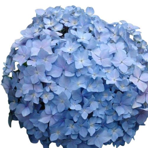 10 Best Indoor Flowering Plants in the Philippines 2026 | Orchid, Anthurium, and More 1