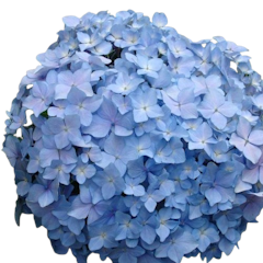 Hydrangea
