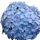 Hydrangea