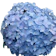 Hydrangea 1
