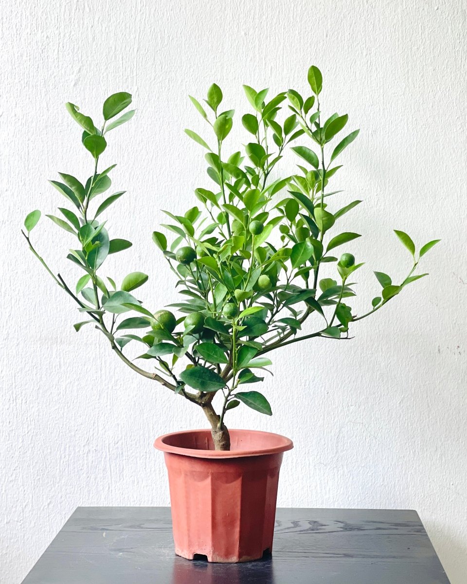 Calamansi Seeds 2