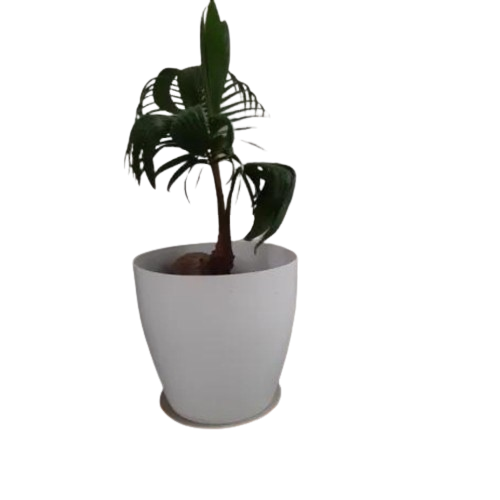10 Best Pots for Indoor Plants in the Philippines 2026 1