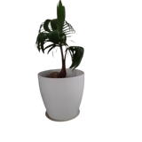 10 Best Pots for Indoor Plants in the Philippines 2026 1
