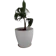 TGH Elegant and Luxurious Pots 1