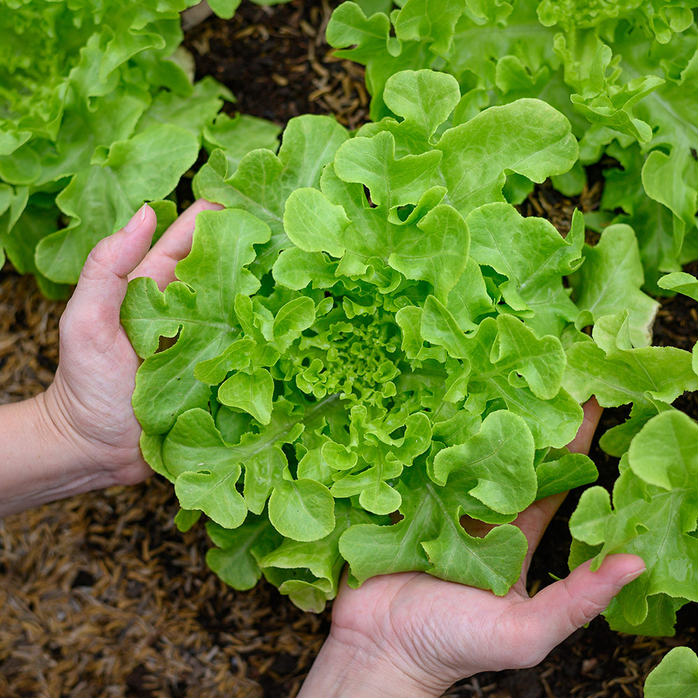 Lettuce Seeds 2