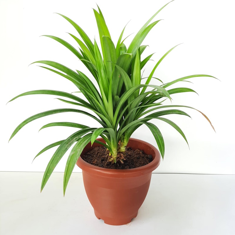 Pandan Plant 2