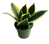 10 Best Desk Plants in the Philippines 2026 | Snake Plant, ZZ Plant, and More 1