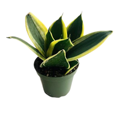 Snake Plant