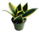 Snake Plant 1