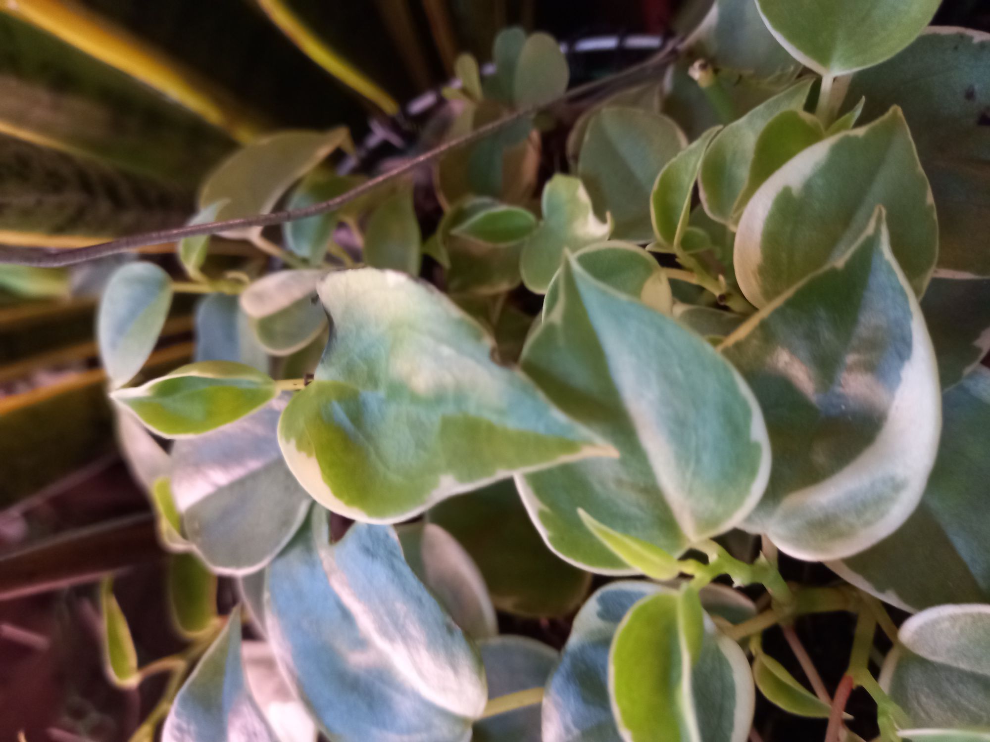 10 Best Outdoor Hanging Plants in the Philippines 2026 | Spider Plant, Wandering Jew, and More 5