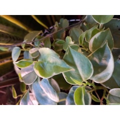 Cupid Peperomia