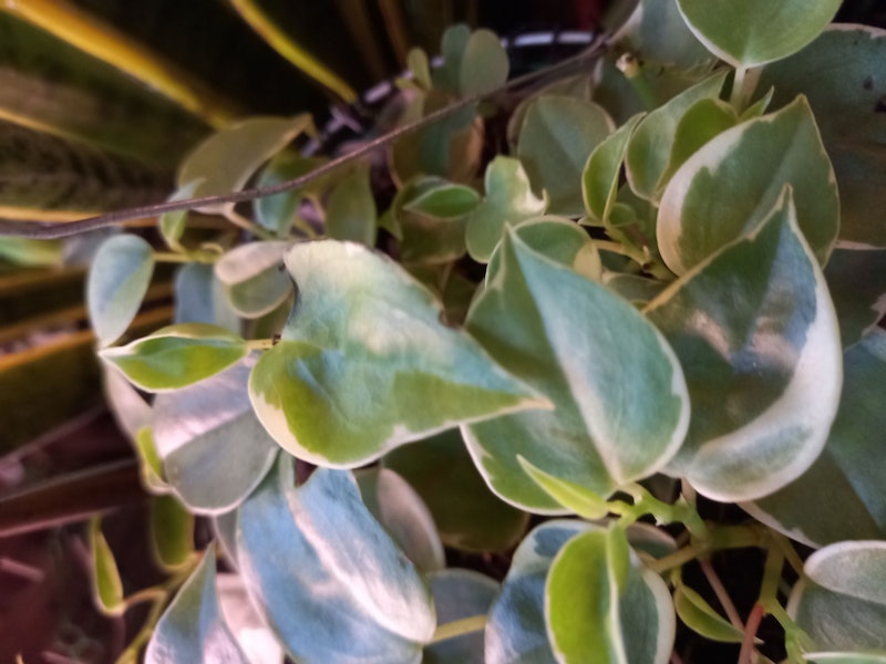 Cupid Peperomia 1