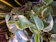 Cupid Peperomia 1
