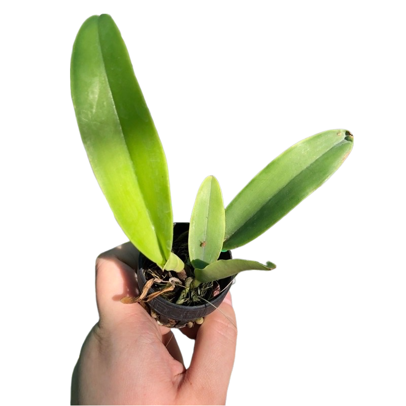 10 Best Indoor Hanging Plants in the Philippines 2026 5