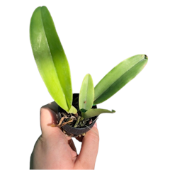 Cattleya Orchid