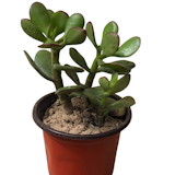 10 Best Indoor Succulent Plants in the Philippines 2026 | Jade Plant, Zebra Cactus, and More 1