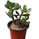 Jade Plant 1