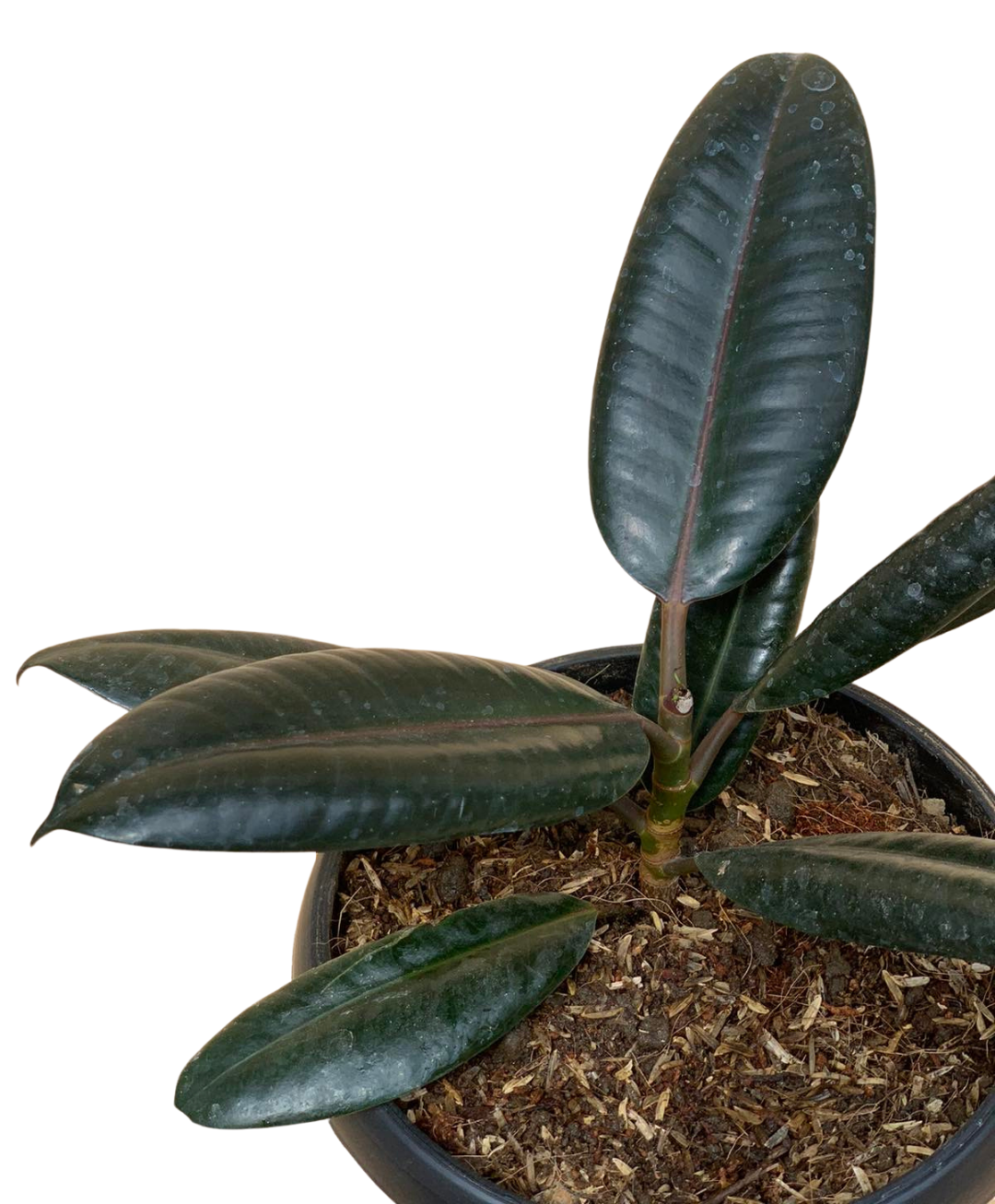 Rubber Tree 3
