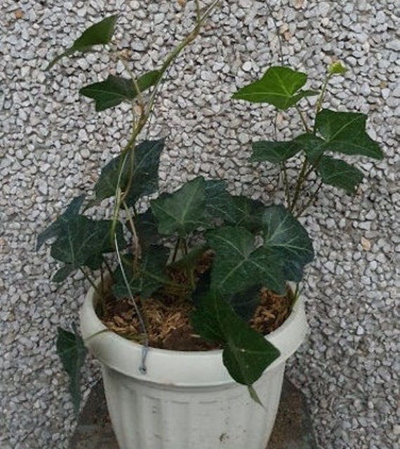 English Ivy 1