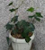 English Ivy 1