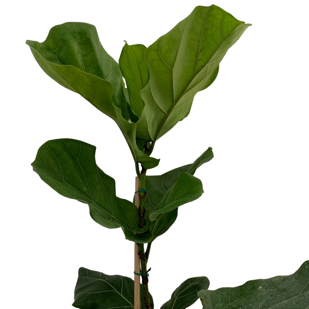 Fiddle-Leaf Fig 1