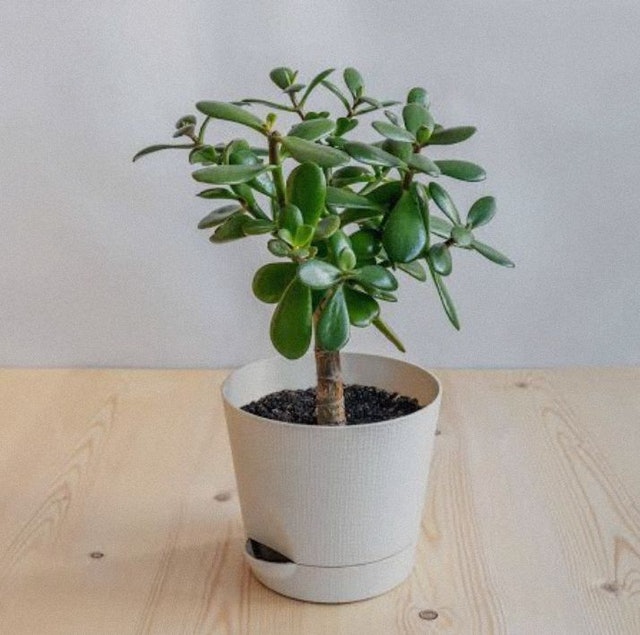 Jade Plant 1