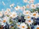 Small Daisies Paint by Numbers Kit 1