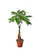 Braided Money Tree 1