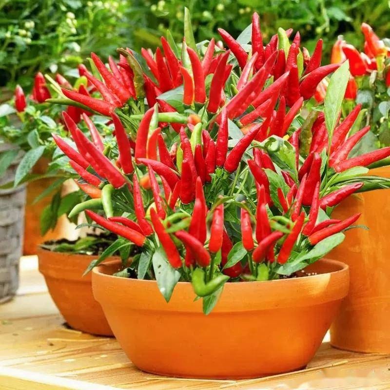 Chili Pepper Seeds 3
