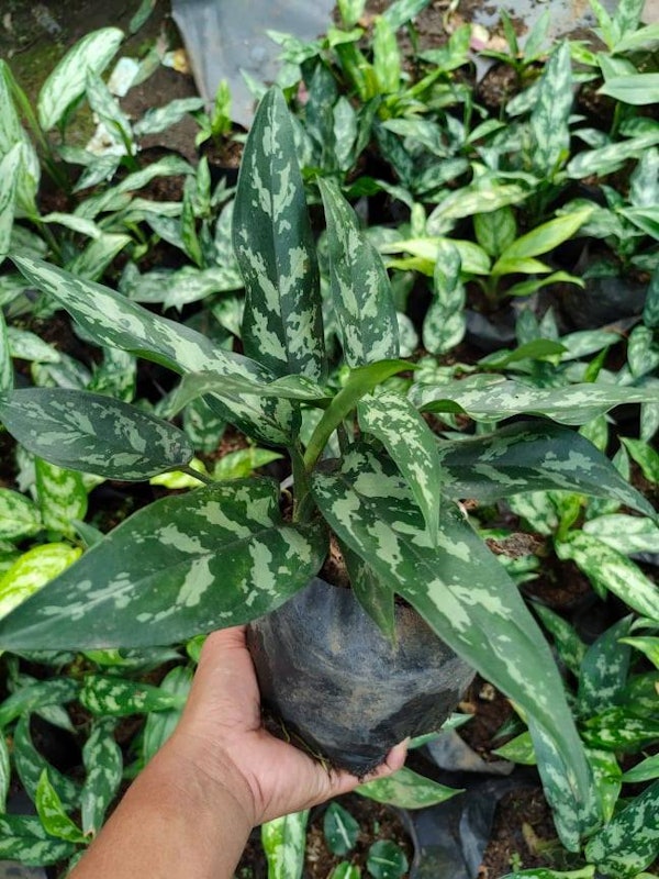 Chinese Evergreen 2