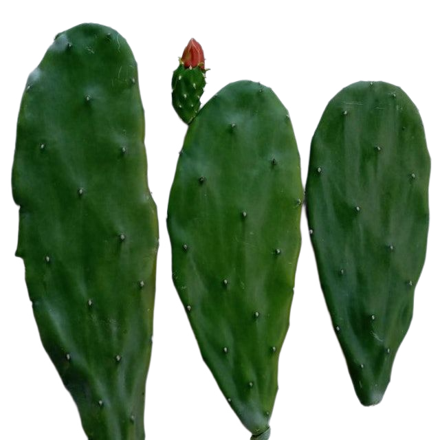 10 Best Beginner-Friendly Succulents in the Philippines 2026 | Domino, Sweetheart Hoya, and More 4
