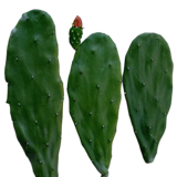 10 Best Beginner-Friendly Succulents in the Philippines 2026 | Domino, Sweetheart Hoya, and More 4
