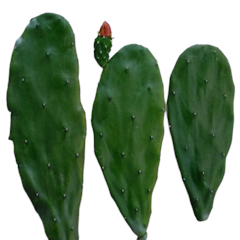 Prickly Pear Cactus