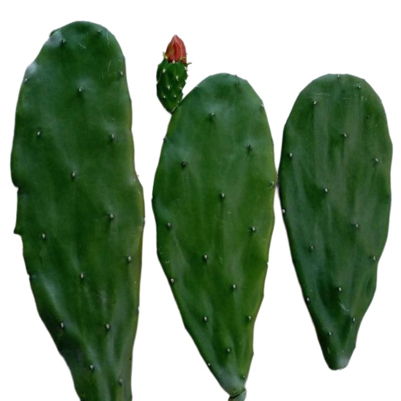 Prickly Pear Cactus 1