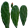 Prickly Pear Cactus 1