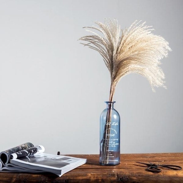 Pampas Grass  2
