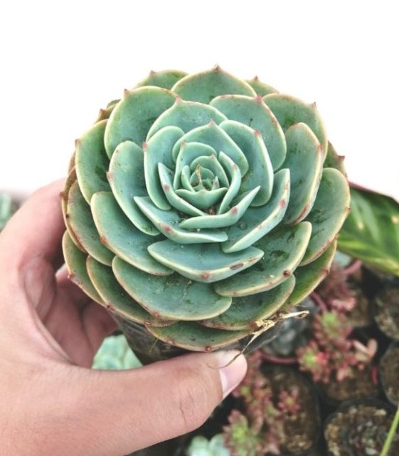 Rose Cabbage Succulent 1