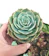 Rose Cabbage Succulent 1