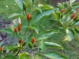 10 Best Home Garden Plants in the Philippines 2026 1