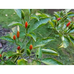 Chili Pepper Seeds