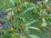 null Chili Pepper Seeds 1