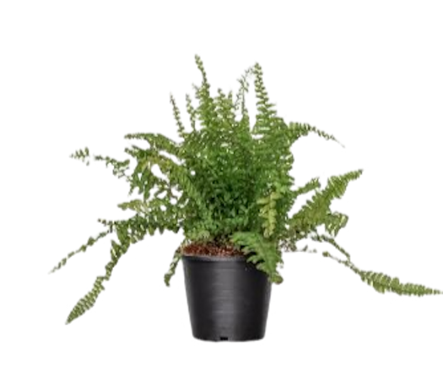 Boston Fern 1
