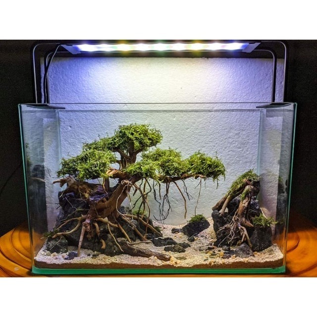 10 Best Aquarium Decors in the Philippines 2026 | Buying Guide Reviewed by Veterinarian 1