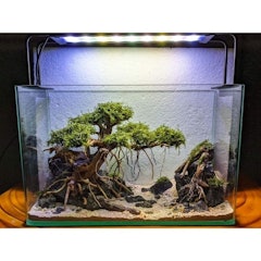 Driftwood Bonsai Aquascape