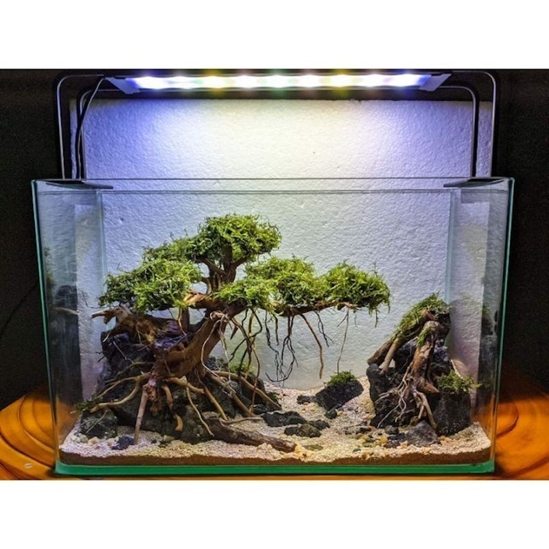 Driftwood Bonsai Aquascape 1