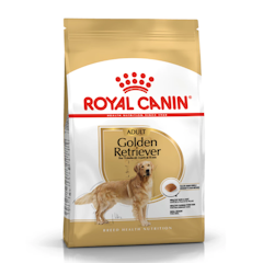 Golden Retriever Adult