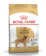 Royal Canin Golden Retriever Adult 1